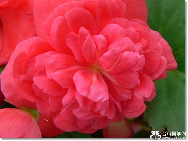 flowers 24-01-13 125.jpg