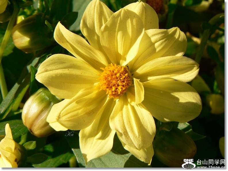 flowers 07-02-13 107.jpg