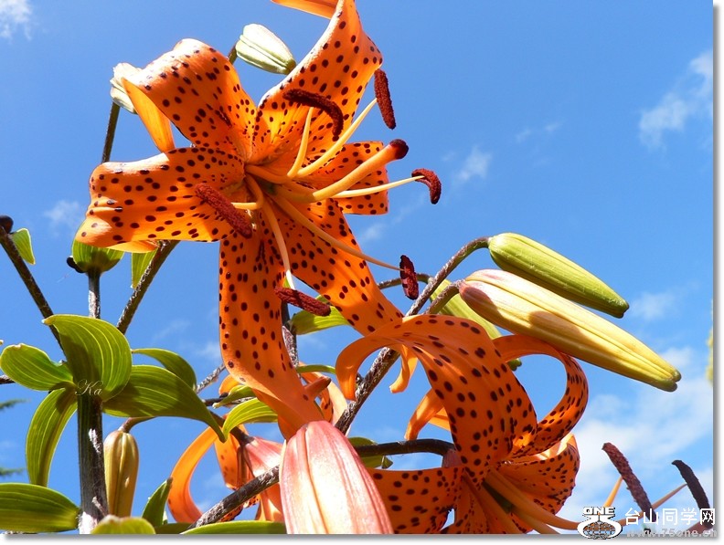 flowers 21-01-13 079.jpg
