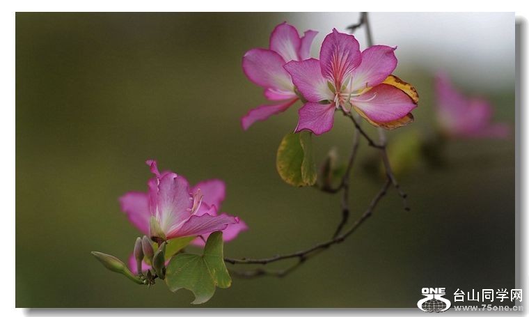 花9.jpg