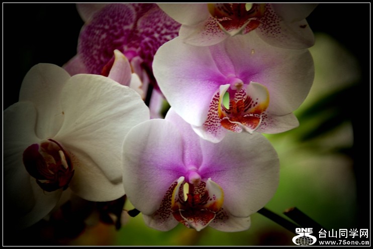 2013-2-2 Flowers 135_����.jpg