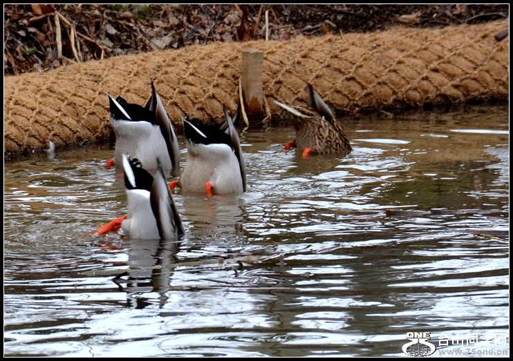 2013-2-2 Flowers 172_����.jpg