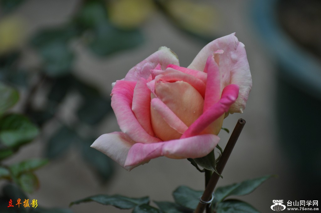 DSC_6207.JPG