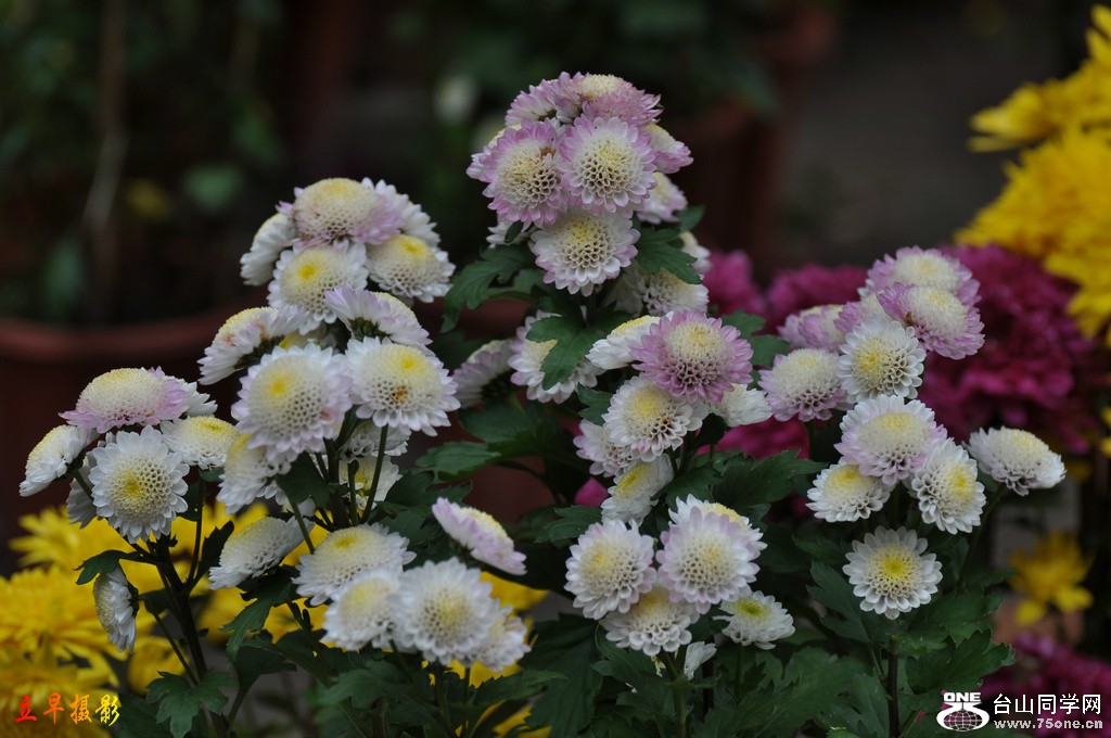 DSC_6195.JPG