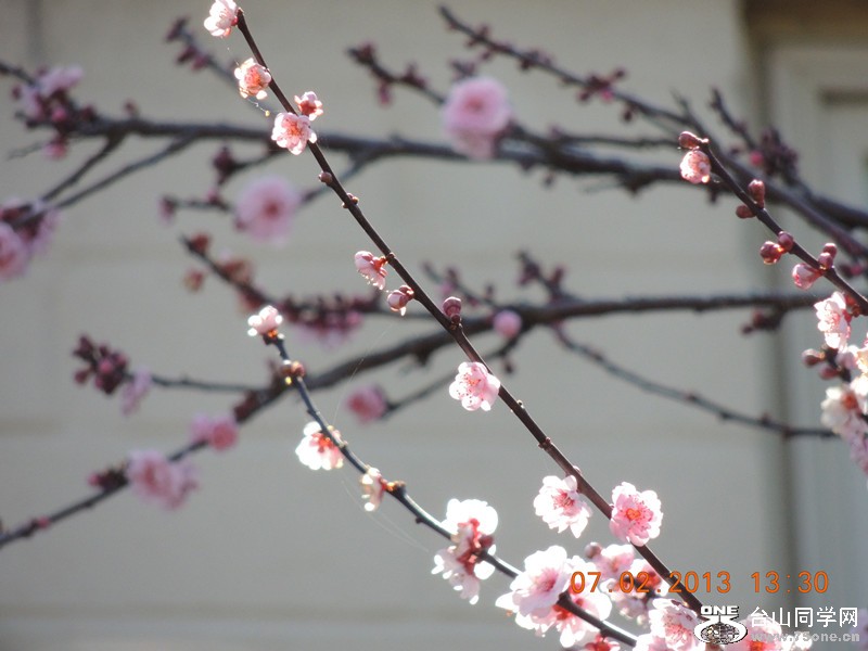 flower 310_.jpg