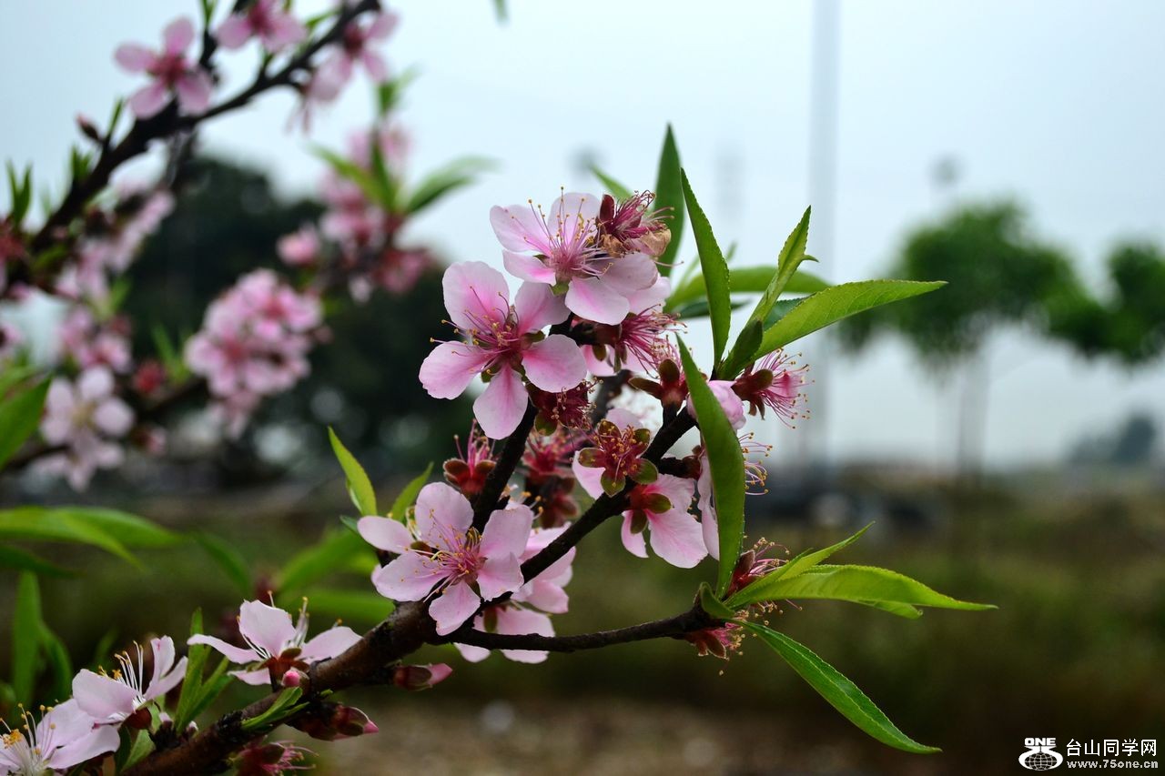 DSC_0034.jpg