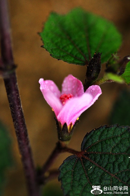 DSC_0091.jpg