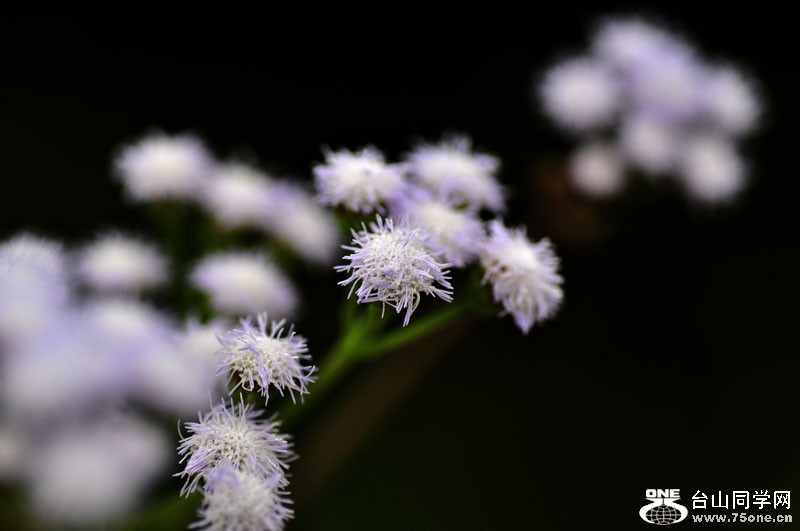 DSC_0092.jpg