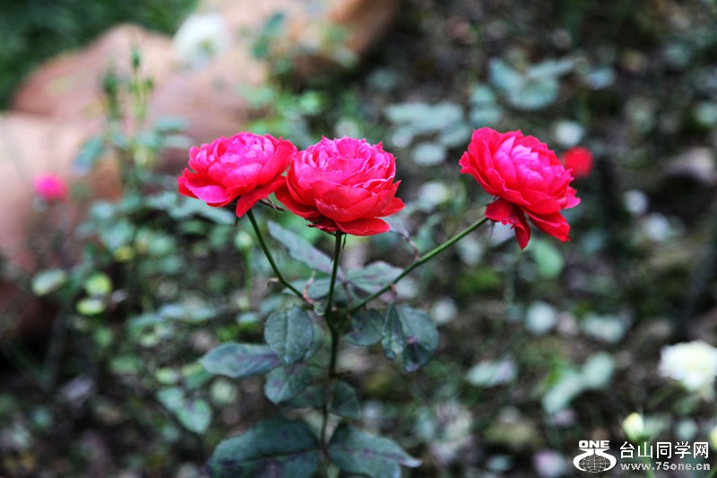 IMG_7589.jpg