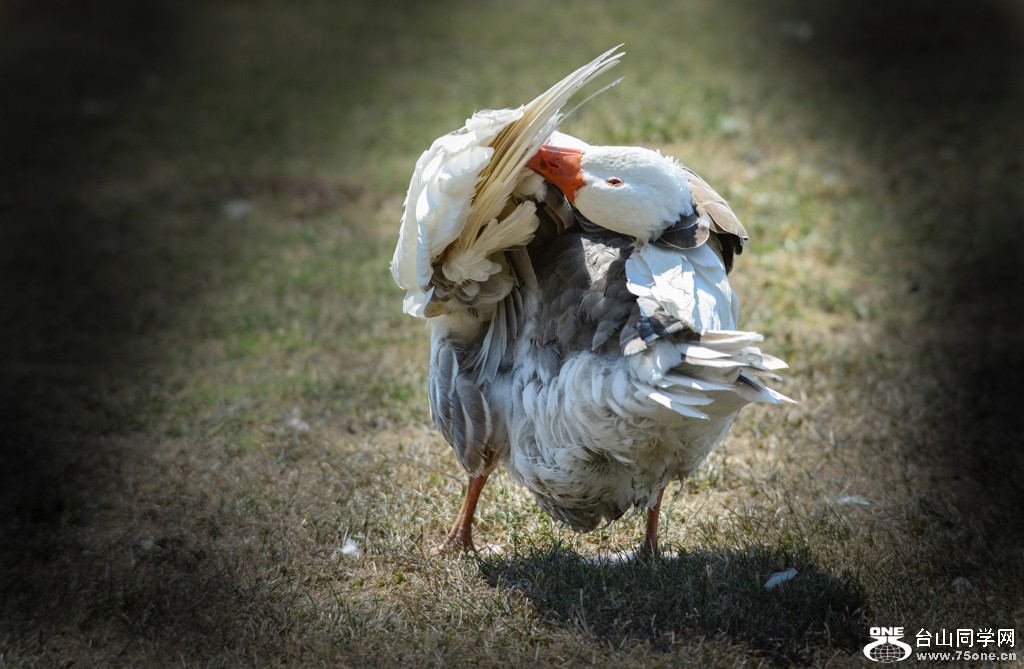 DSC_2969.jpg