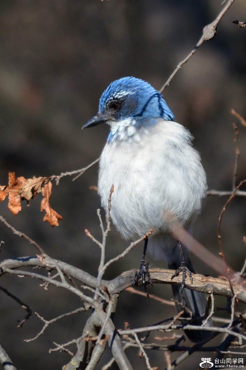 DSC_5155_2.jpg