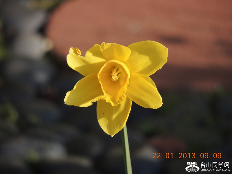 flower 024_.jpg