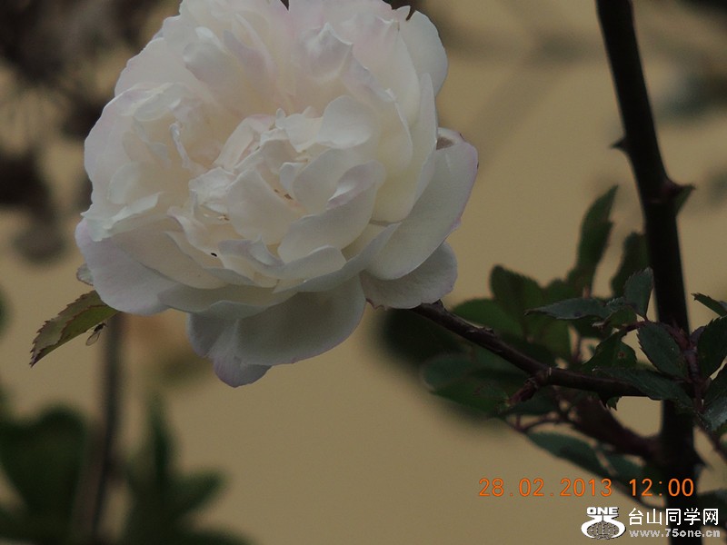 flower 720_.jpg