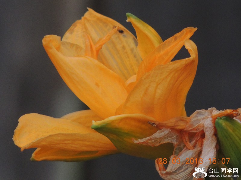 flower 2077_.jpg