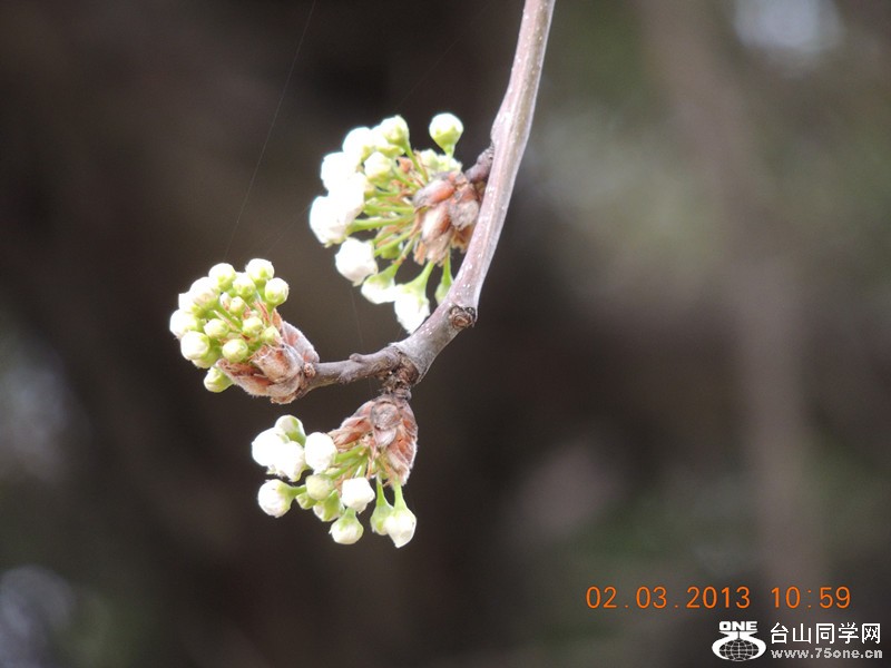 flower 774_.jpg