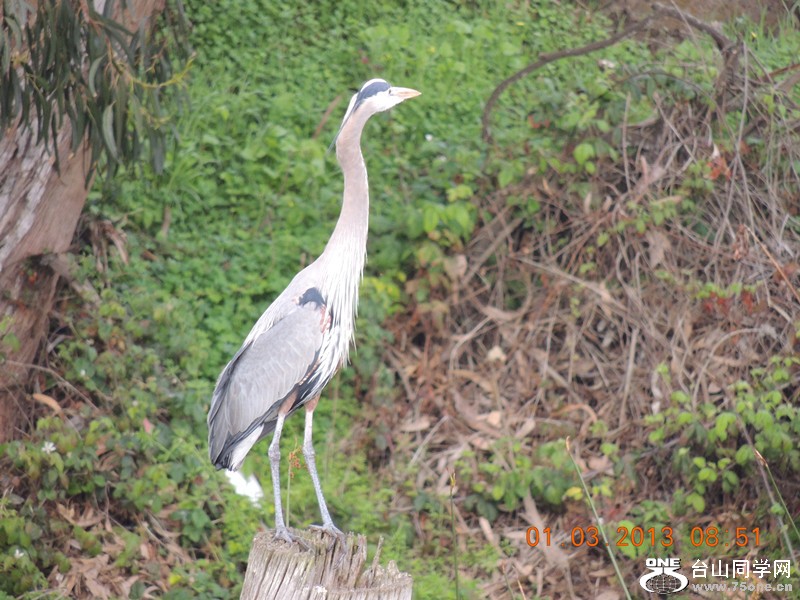 bird 1275_.jpg