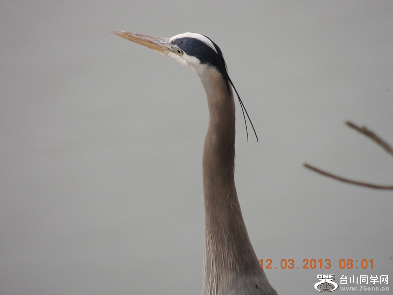 bird 1507_.jpg
