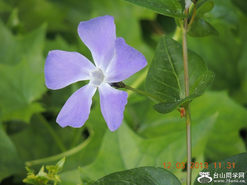flower 1254_.jpg