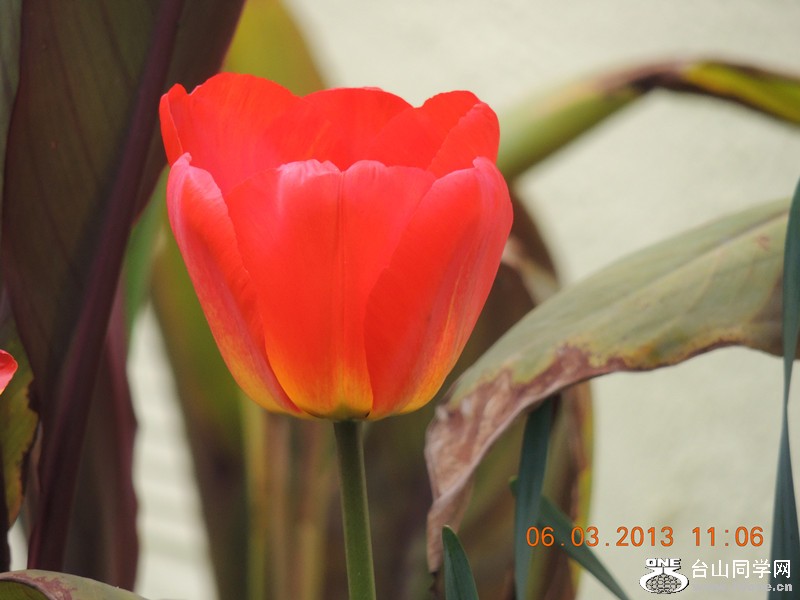 flower 902_.jpg