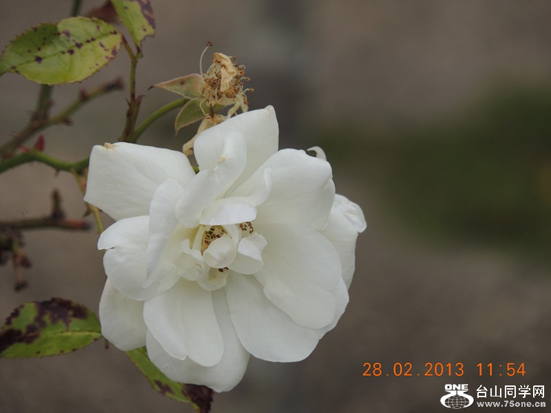 flower 709_.jpg