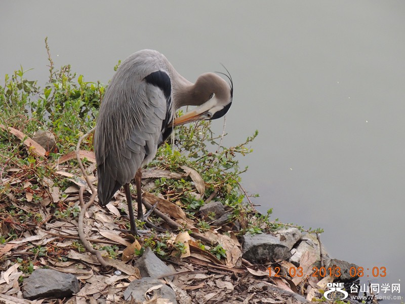 bird 1512_.jpg