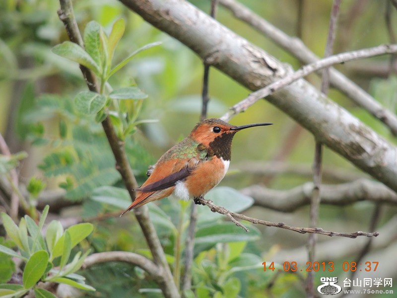 bird 1595_.jpg