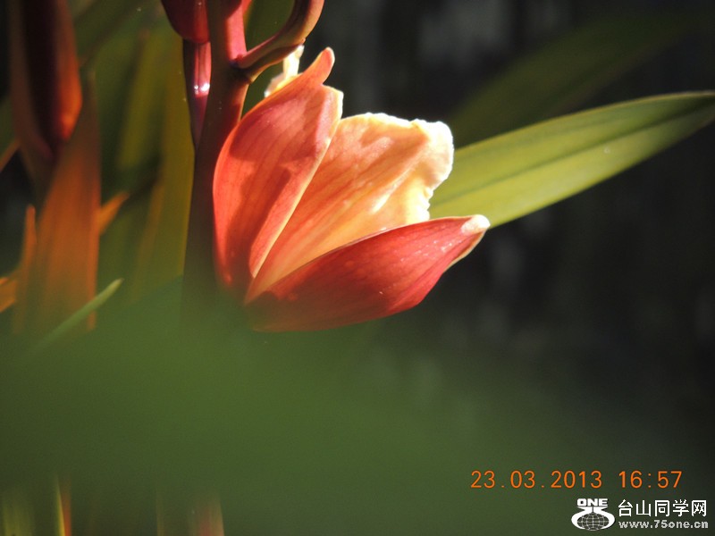 flower 1755_.jpg