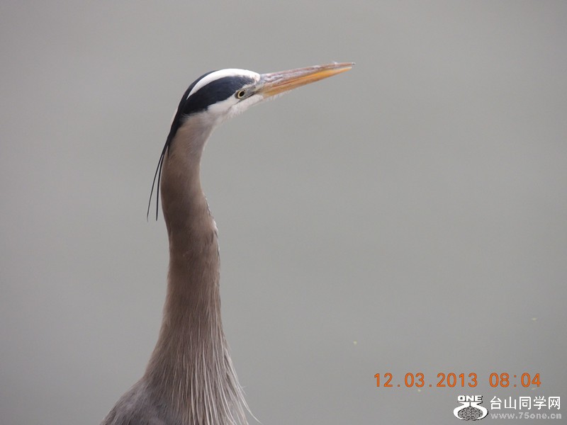 bird 1519_.jpg