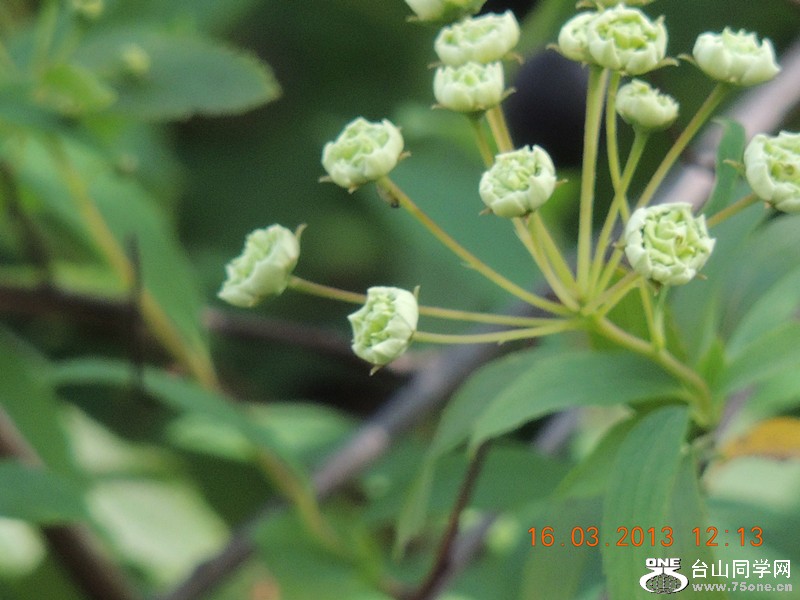 flower 1380_副本.jpg