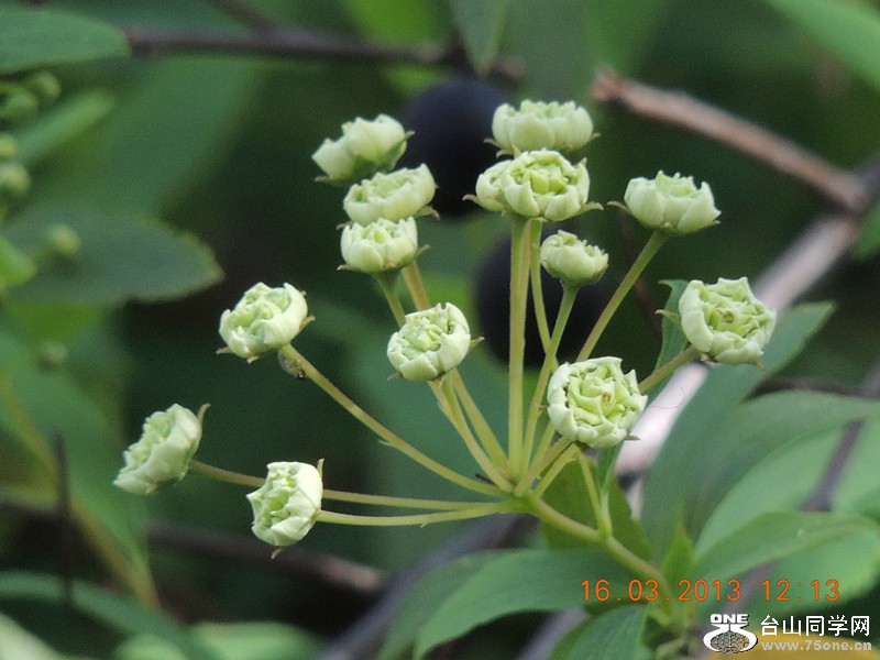 flower 1381_副本.jpg