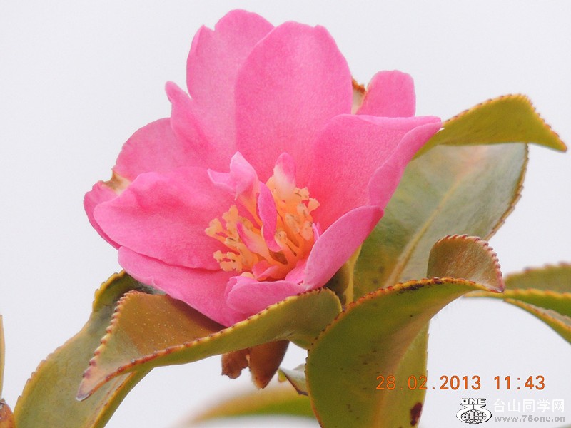 flower 686_.jpg