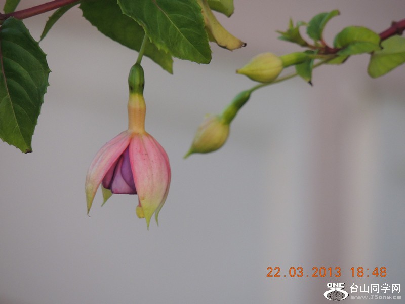 flower 1674_.jpg