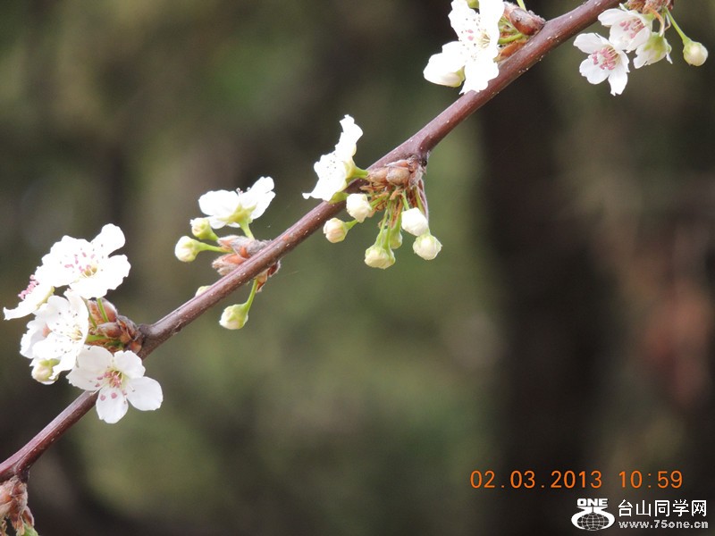 flower 777_.jpg