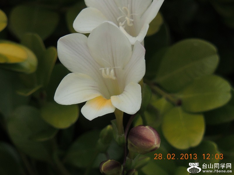 flower 733_.jpg