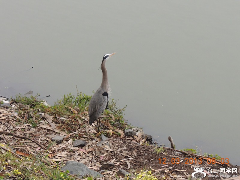 bird 1514_.jpg