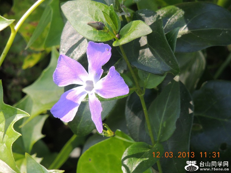 flower 1252_.jpg