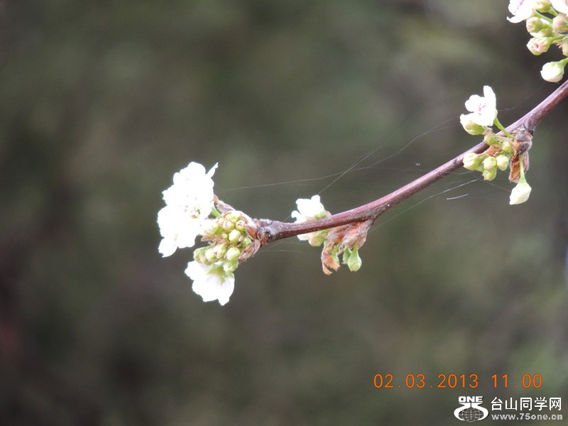flower 780_.jpg