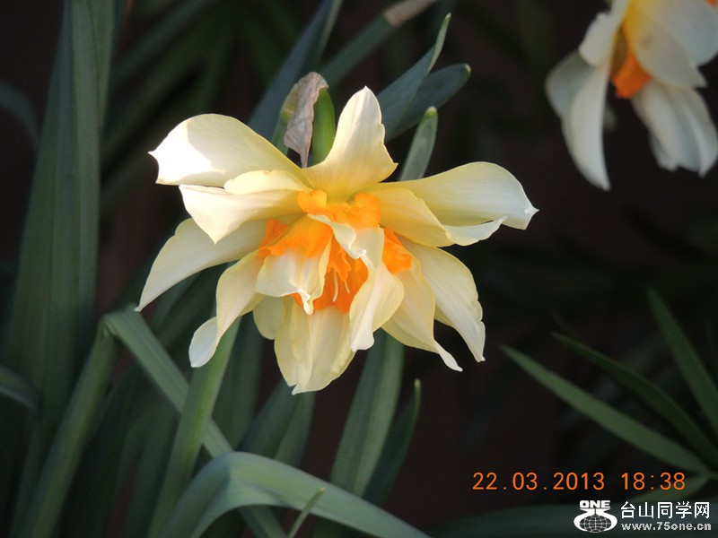 flower 1649_.jpg