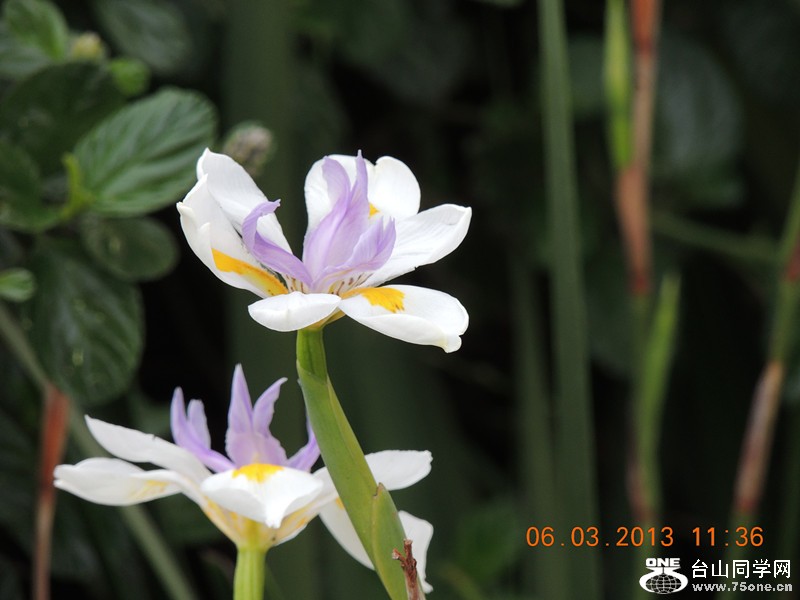flower 941_.jpg