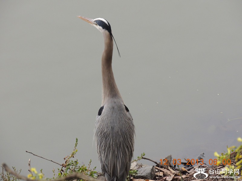 bird 1504_.jpg