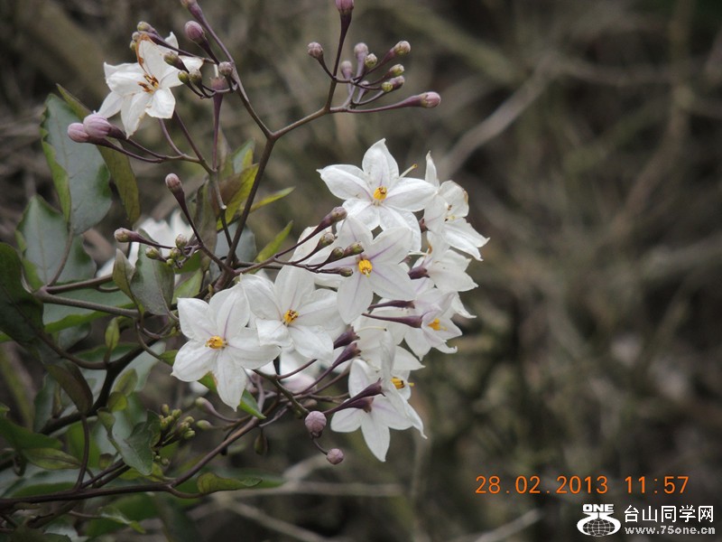 flower 716_.jpg