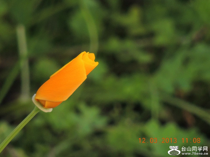 flower 1230_.jpg