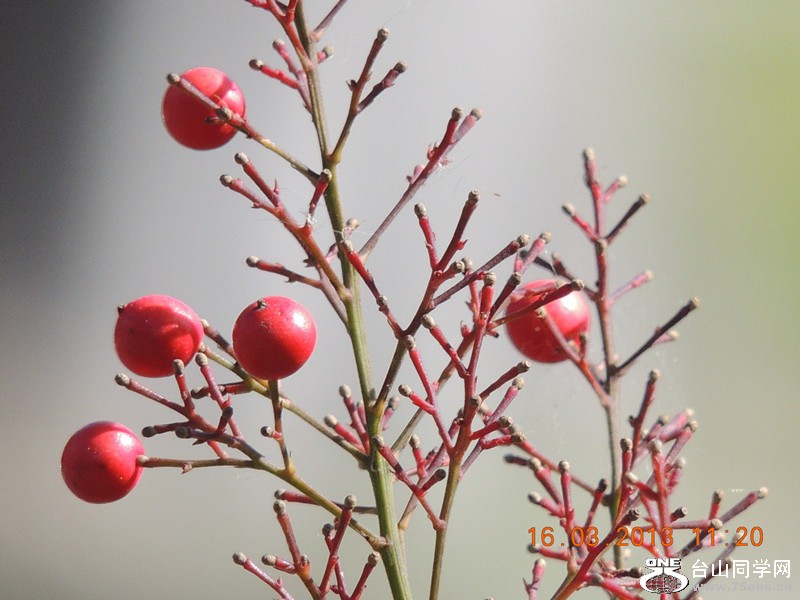 flower 1371_副本.jpg