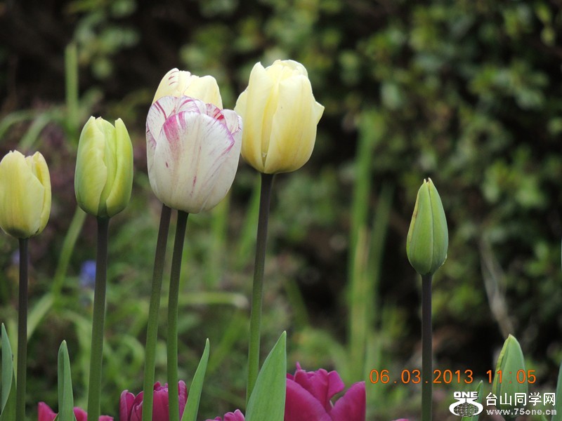 flower 901_.jpg