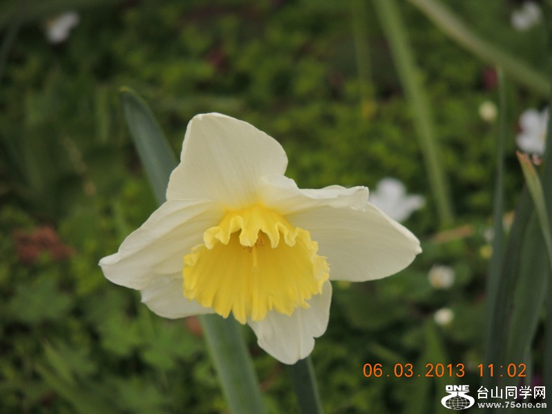 flower 885_.jpg