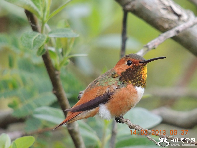 bird 1597_.jpg