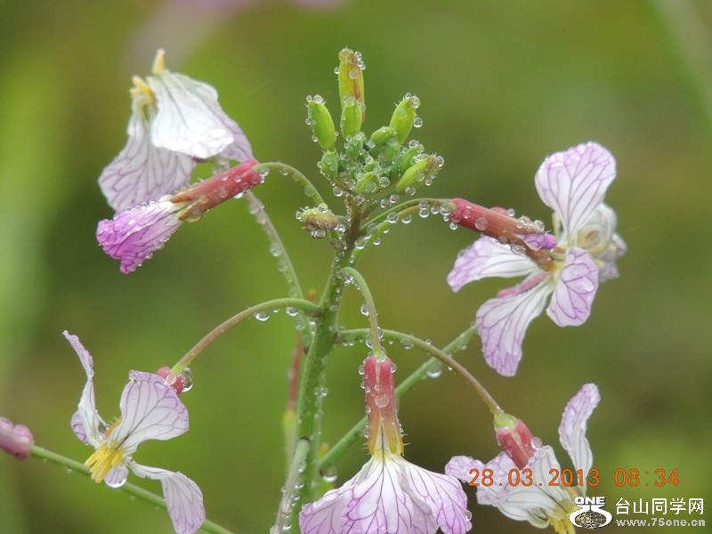 flower 2042_.jpg