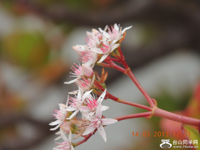 flower 1334_.jpg