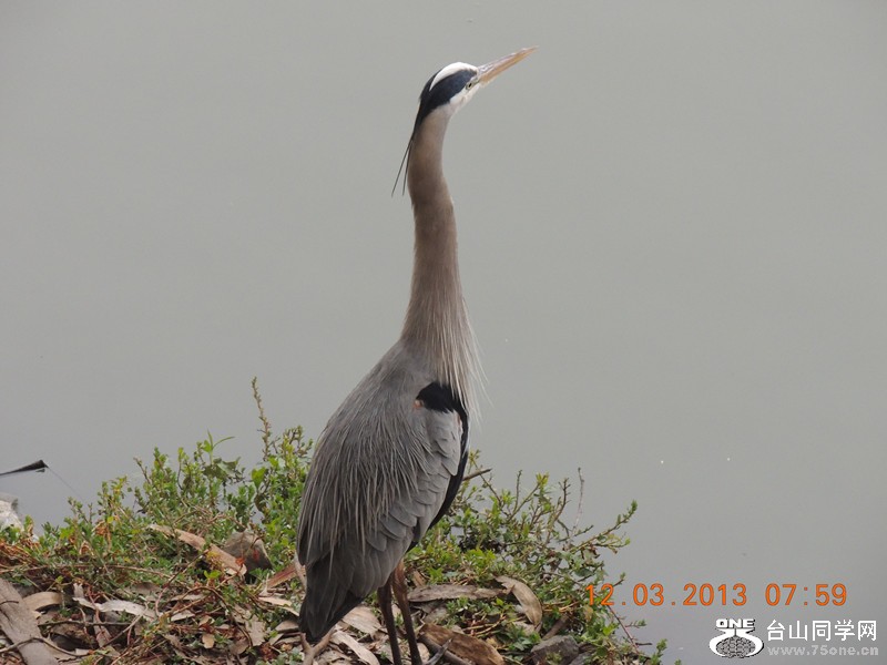 bird 1502_.jpg