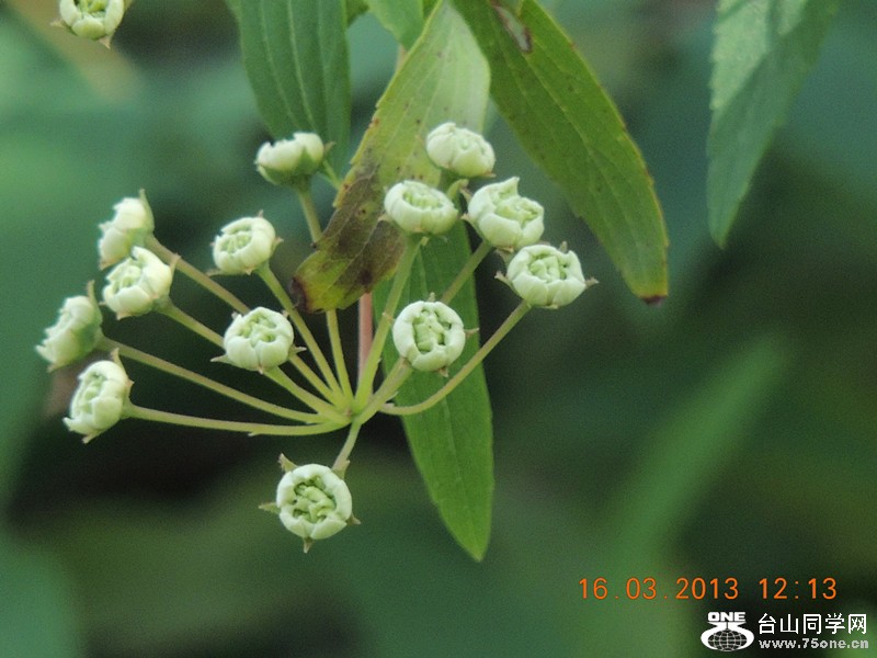 flower 1379_副本.jpg